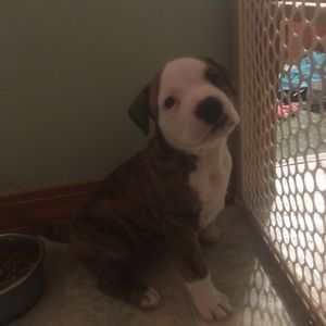 Meet your Posher, Norman